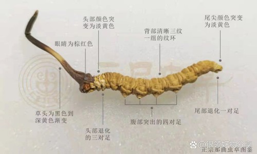 溃疡散胶囊配方与成分-溃疡散胶囊 购药网 - 为你提供溃疡散胶囊能长期吃吗、溃疡散胶囊